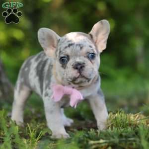 Petunia, French Bulldog Puppy